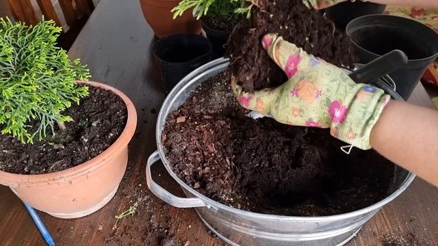Огляд хвойних живців. Пересадка та ділення хвойних рослин. смотреть онлайн