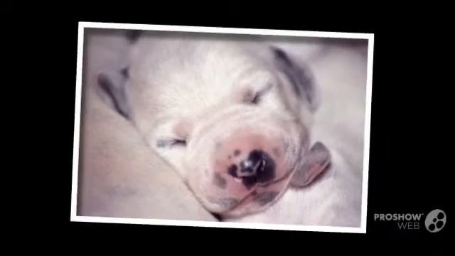 Далматин порода собак смотреть онлайн