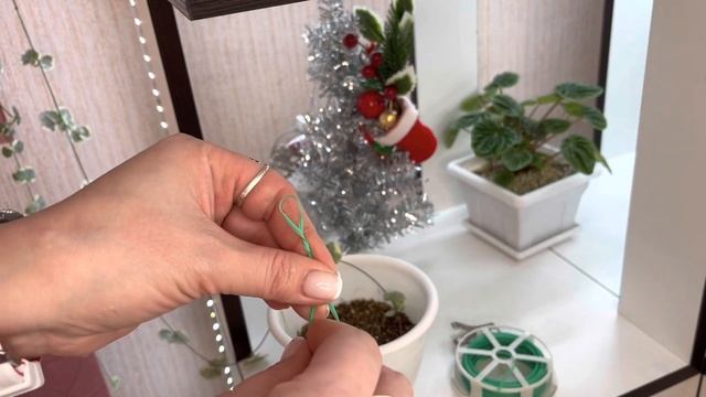 13.01.2023 Размножаю Церопегии смотреть онлайн