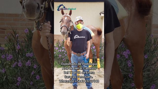 Diplomado de Podología de Herrar CaballosDl1 al 21 de Enero. Venezuela. WhasApp +584143227648 смотреть онлайн
