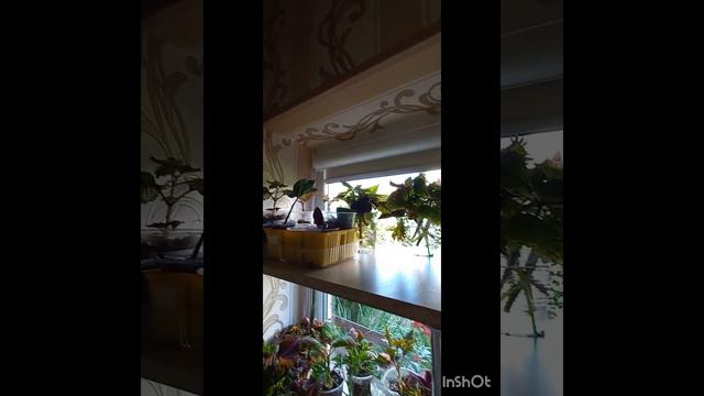 Стеллажи для цветов и рассады своими руками смотреть онлайн