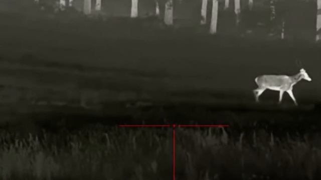 Infiray Rico RL42 jelenie deer 110m смотреть онлайн