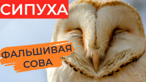 Сипуха: Фальшивая сова. Это скорее котик, но на птичьем железе. В чём же она такая особенная?