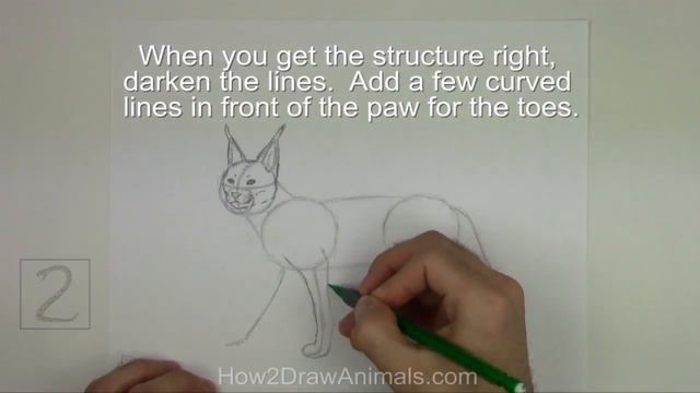 How To Draw A Caracal