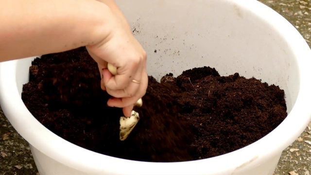 Unveiling the Beauty of Aphelandra Squarrosa (Zebra Plant) A Comprehensive Care Guide смотреть онлайн