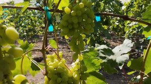 Новинки винограда: Индиго,Джокер,Спринтер,Фреш мускат(555)...8 июля 2024.Виноградник Щереденкова.mp4