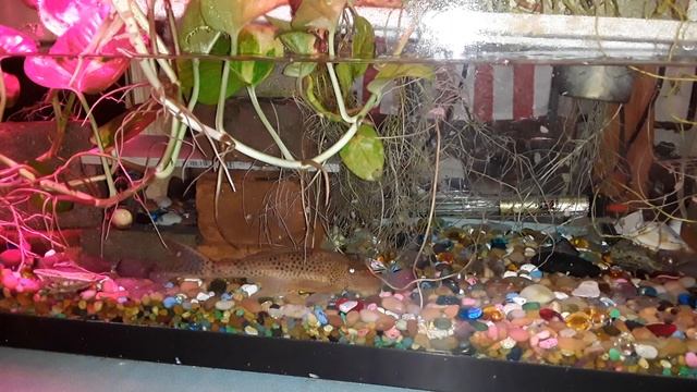 The smell of food brings the fish out of the cave смотреть онлайн