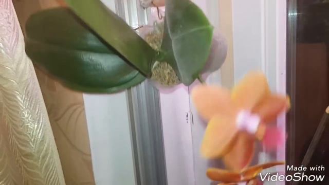 Как учавствовать в аукционах и приобрести орхидею своей мечты смотреть онлайн