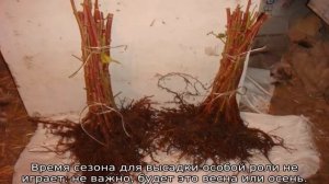 Малина Крепыш