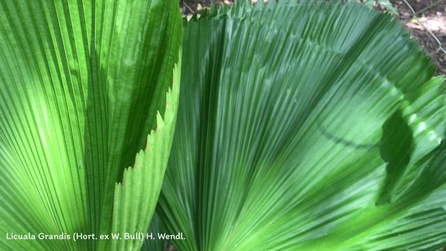 Licuala Grandis (Hort. Ex W. Bull) H. Wendl. | Ornamental Palms | ?? Panama |