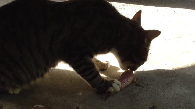 САРГАН и  БАРАБУЛЬКА ДАРЫ ЧЕРНОГО МОРЯ