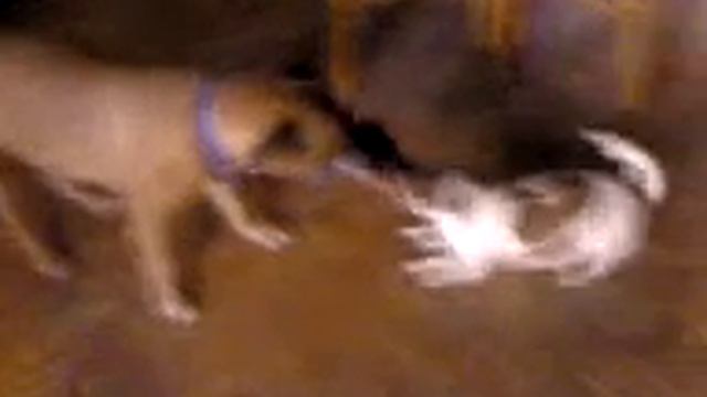 Stafford Terrier/Pitbull vs. Jack Russell Terrier xD смотреть онлайн