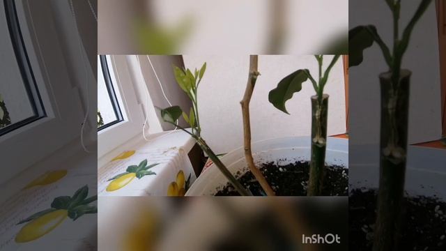 Дерево - сад, прививки за кору. смотреть онлайн