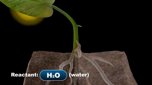 Visible Biology Bites | Reactants and Products of Photosynthesis смотреть онлайн