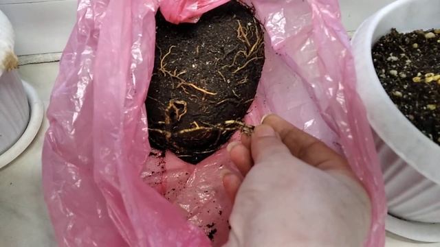 Опять купила Пикассо смотреть онлайн