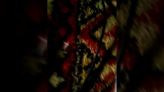 Как научиться рисовать по клеткам морского котика? смотреть онлайн