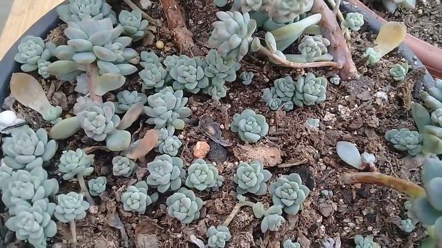 Diferença entre a prolifera e a amoema.cofiram смотреть онлайн