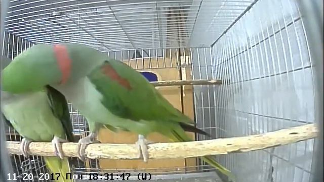 Самец кормит самку смотреть онлайн