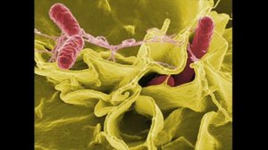 Что такое бактерия? Все ли бактерии плохие? Какие опасные, а какие хорошие?