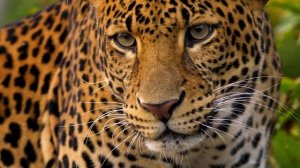 Дикие животные 4К Видео под релакс музыку