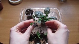 Разделяем и отсаживаем детки мини фиалки?