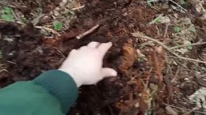 Лучшее место для поиска верхового кислого торфа и один из способов черенкования голубики