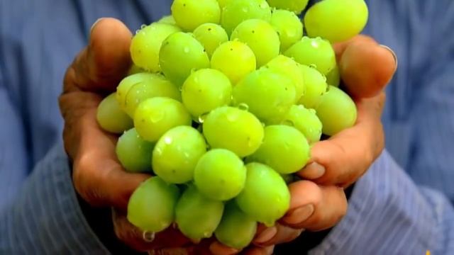 Что будет, если есть виноград каждый день? смотреть онлайн