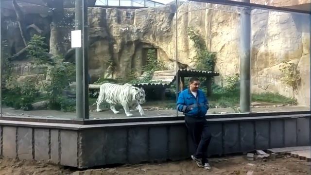 Тигр нападает на человека (Московском зоопарке) смотреть онлайн