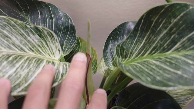 MSA3 Air Purifier Unboxing & Review + Plant Updates смотреть онлайн