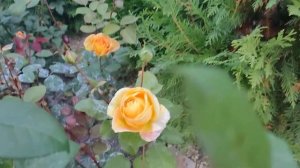 Роза Канделайт