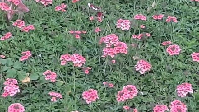 Колибри в Краснодарском крае / Обработка картофеля / VLOG смотреть онлайн