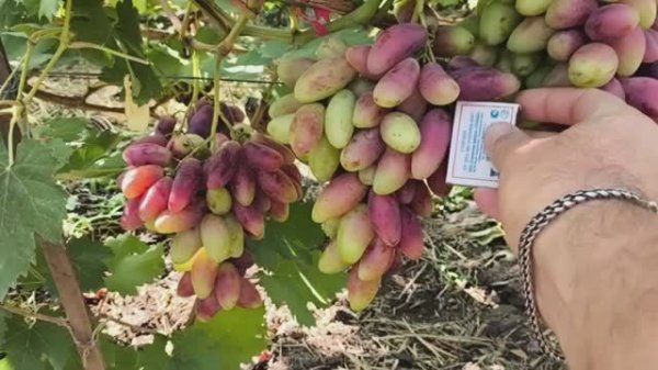 АВТОГРАФ виноград селекции Калугина Виктора