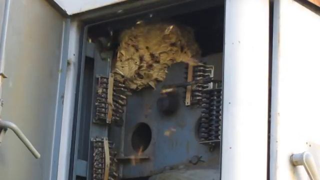 Атака на гнездо шершней смотреть онлайн