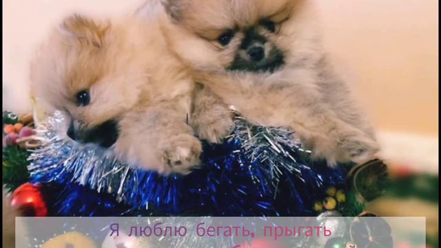померанский мини-шпиц смотреть онлайн