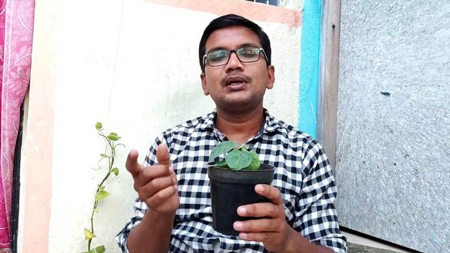 How to Grow Caladium Bicolor Plant|Caladium Care|Propagation|Uses|Plant Problems andToxicity. смотреть онлайн