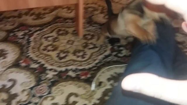 Щенок таксы 1,5 месяца смотреть онлайн