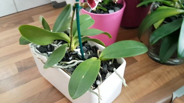 64. Домашнее цветение орхидей Yellow Chocolate, Chia E Yenlin, Sogo Gotris. Обзор на 09 января 2020 смотреть онлайн