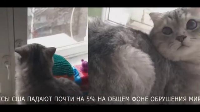 Компетентный комментарий мелкого существа по поводу реакции на падение цен на нефть. смотреть онлайн
