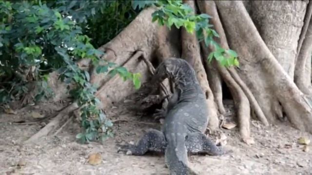 Полосатый варан (Varanus salvadorii) ест голову сома смотреть онлайн