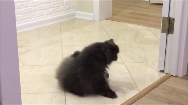 Кузя, ну ты акробат! Прикольный кот