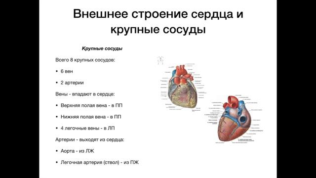 Внешнее строение сердца - анатомия сердечно-сосудистой системы (ССС) смотреть онлайн