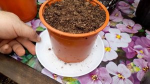 КАК ПОЛИВАТЬ ГЕРАНЬ,ПЕЛАРГОНИЮ.