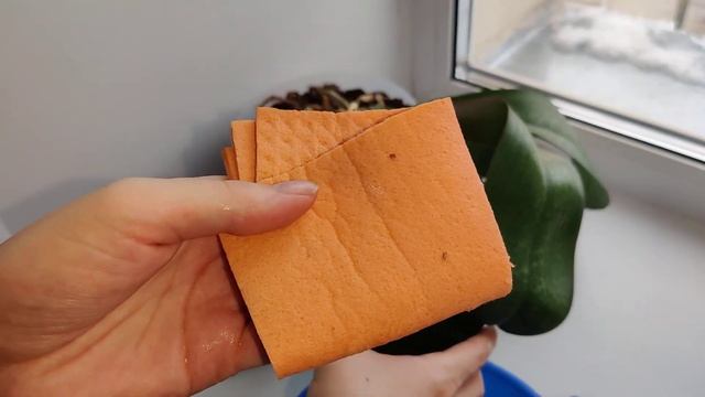 Темные бугорки, пупырышки, грибница на орхидеях. ЭТО ЩИТОВКА! смотреть онлайн