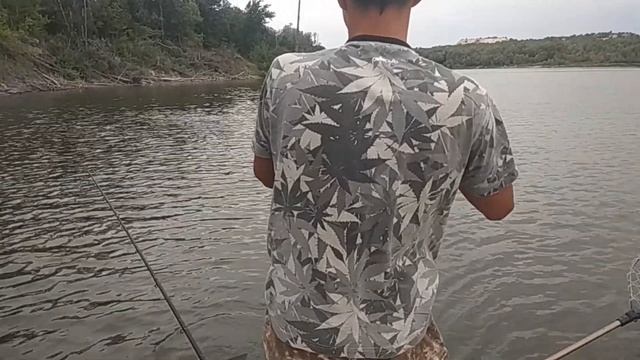 Рыбалка на Дону, ловля сазана с лодки, первый опыт смотреть онлайн