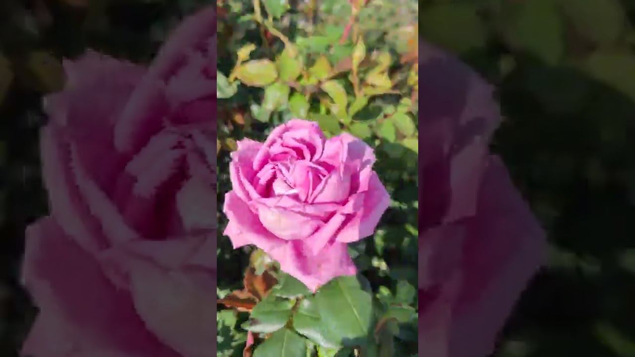 Розы лучше сажать осенью или весной, когда не сильно жарко и нет морозов. rosebushes.ru смотреть онлайн