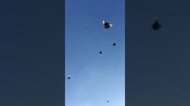 Pigeons.Голуби.Tauben. الحمائم (Курские голуби ((Славик Зубков ( Курск, Россия ))) смотреть онлайн