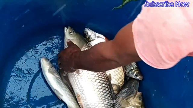Amazing Net Fishing - Live Fish Hunting | Big Fishing in the Pond water | Fish Catching Using by Ne смотреть онлайн
