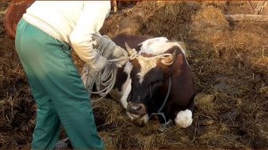 Агрессивный БыкПроизводитель всех бадает на улице в деревне