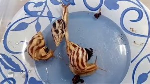 Как ухаживать за улитками. Все мои улитки вместе!