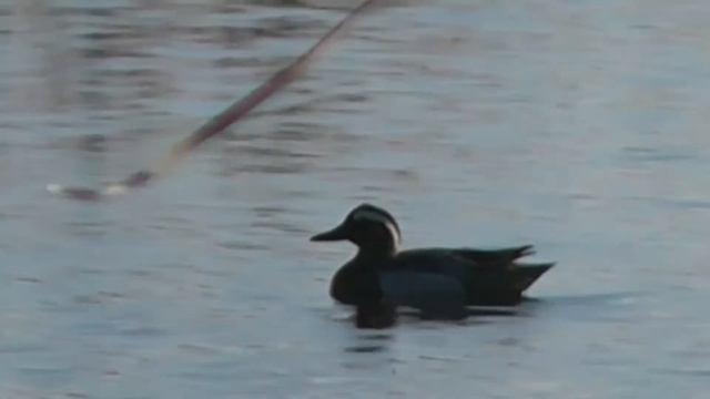 ЧИРОК ТРЕСКУНОК(селезень) ПРОВОДИЛ УТКУ НА ГНЕЗДО И ОТПРАВИЛСЯ ПОПЛАВАТЬ смотреть онлайн